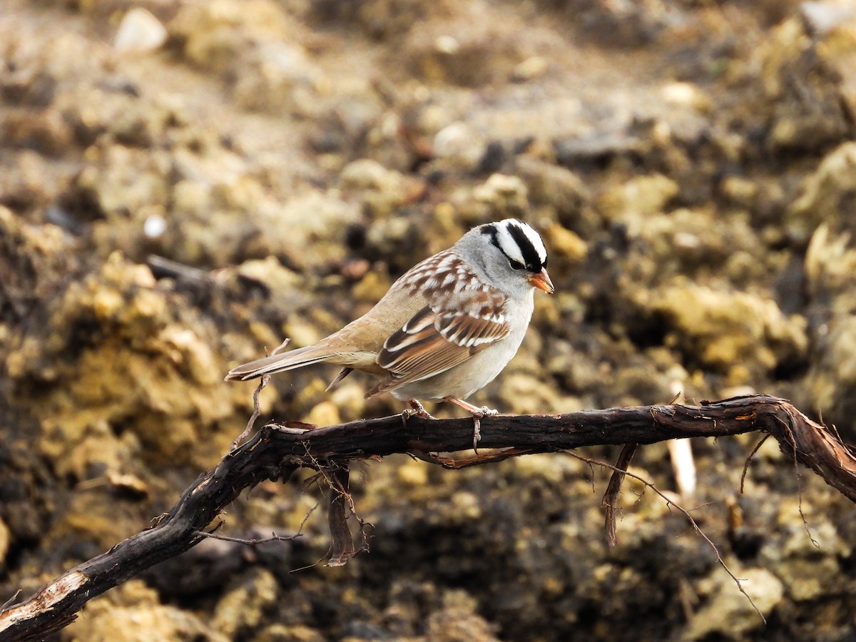 White-crowned Sparrow - ML618762450