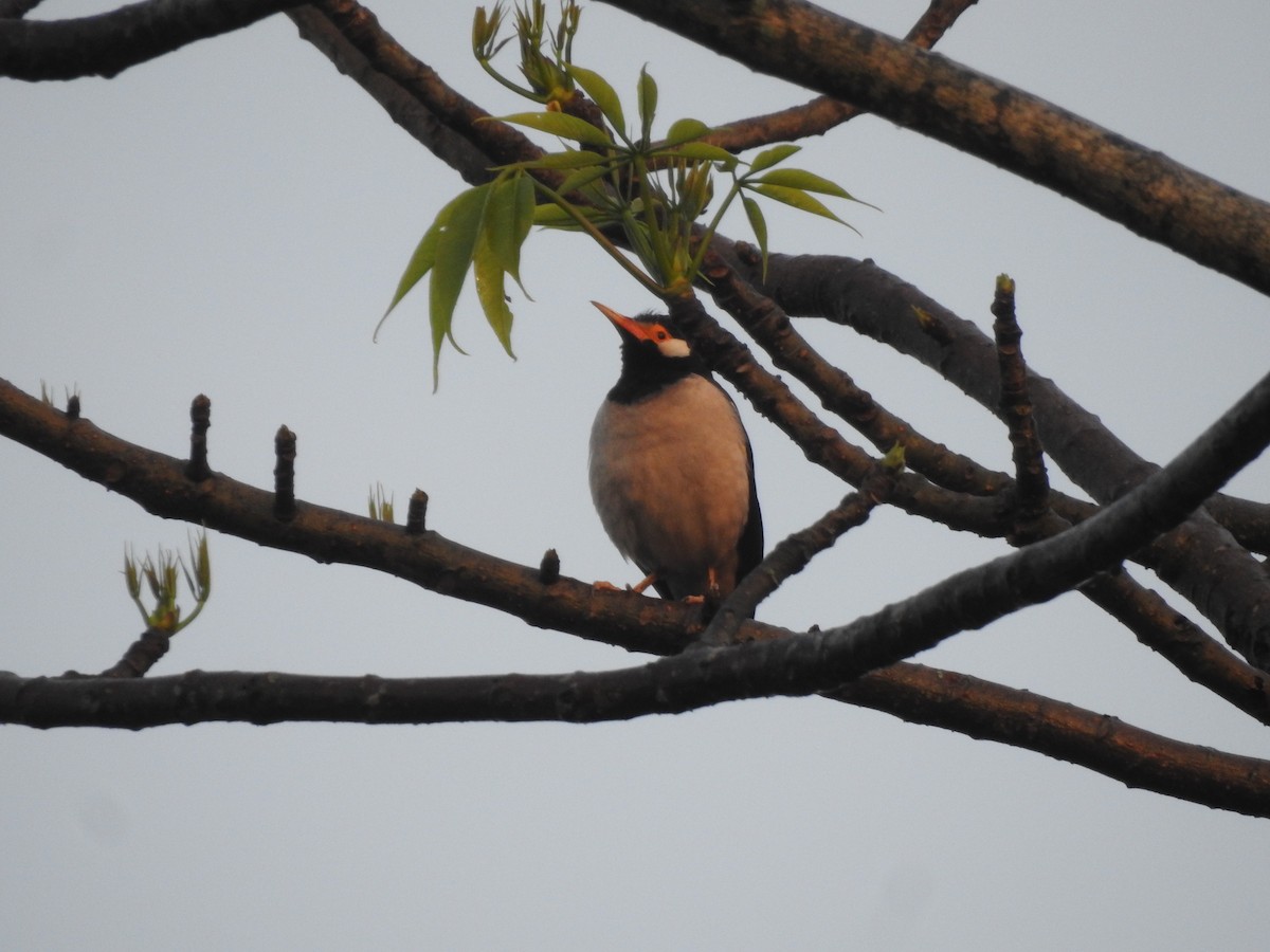 Asian Palm Swift - Subbu Subramanya