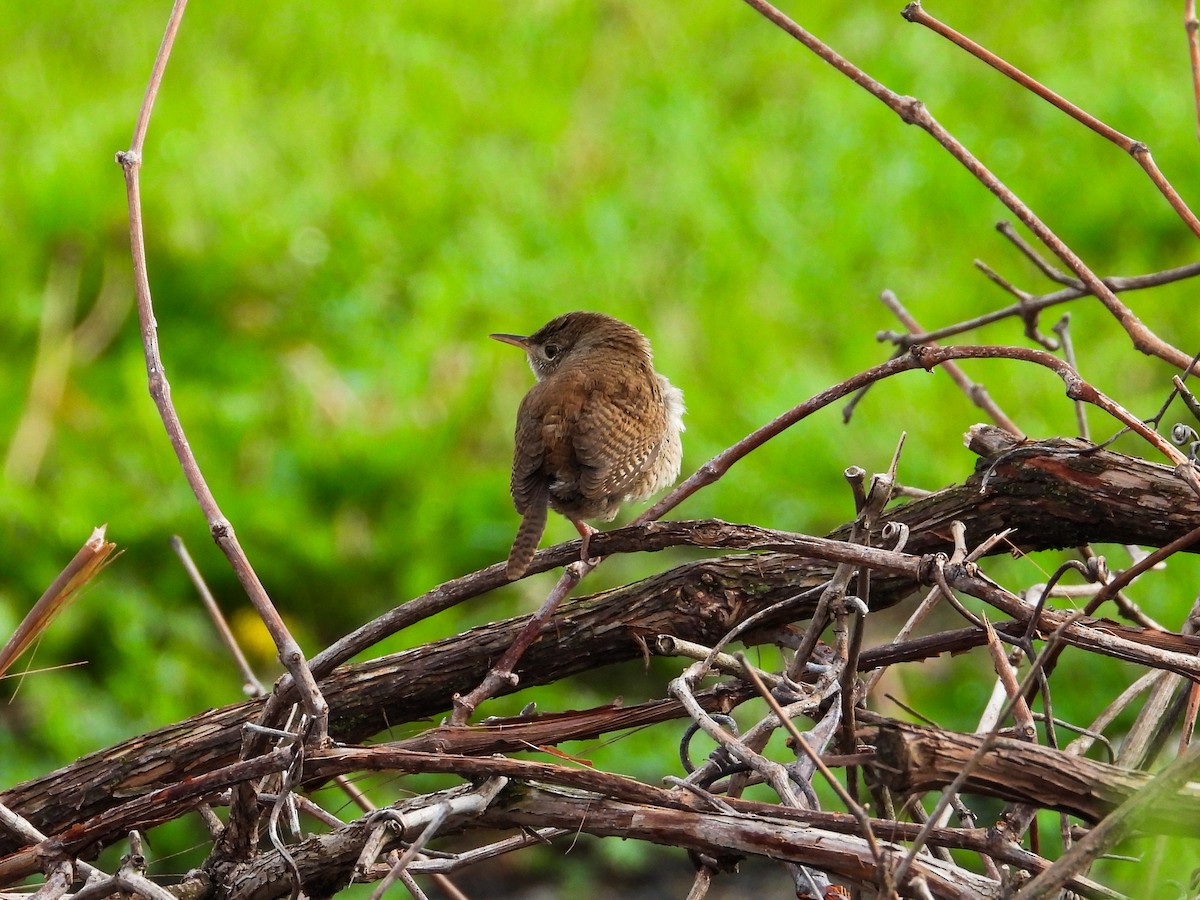 House Wren - ML618762459