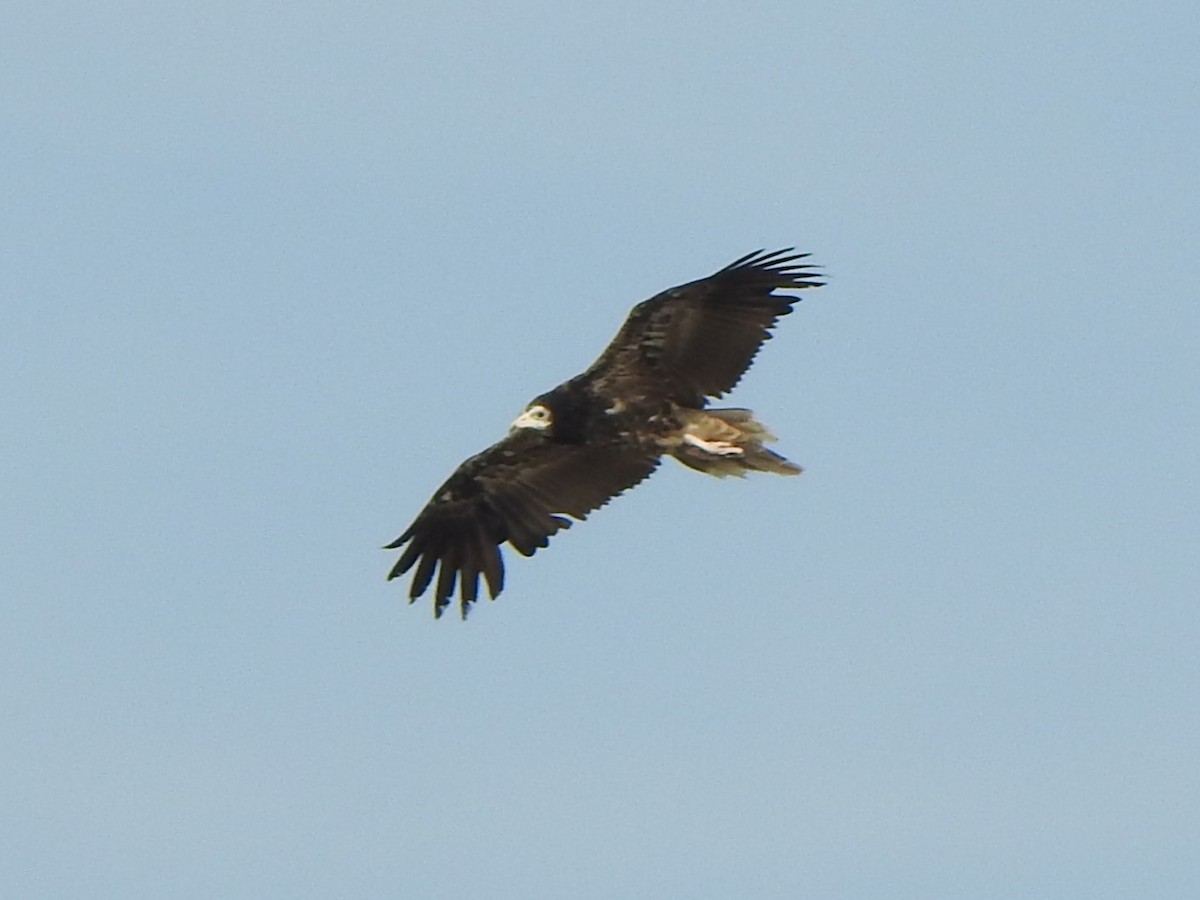 Egyptian Vulture - ML618762464