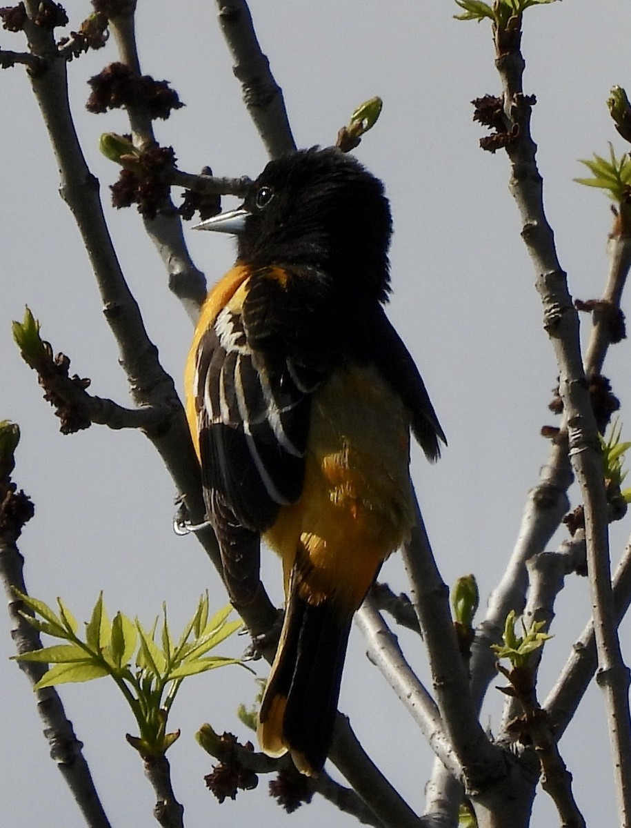 Baltimore Oriole - ML618762516