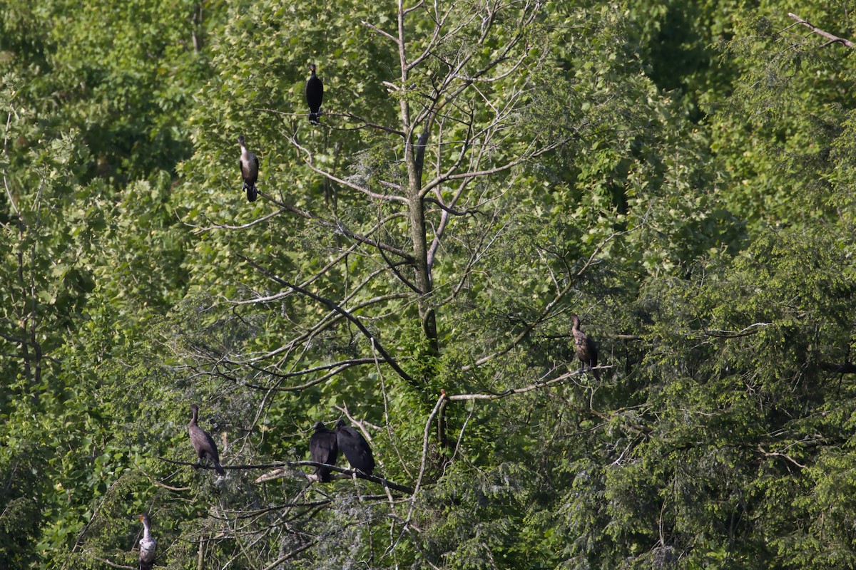 Double-crested Cormorant - ML618762520