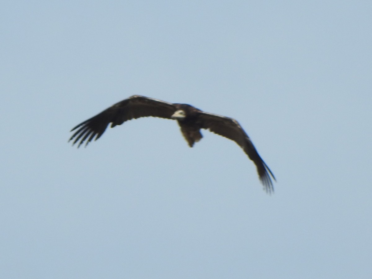 Egyptian Vulture - ML618762540