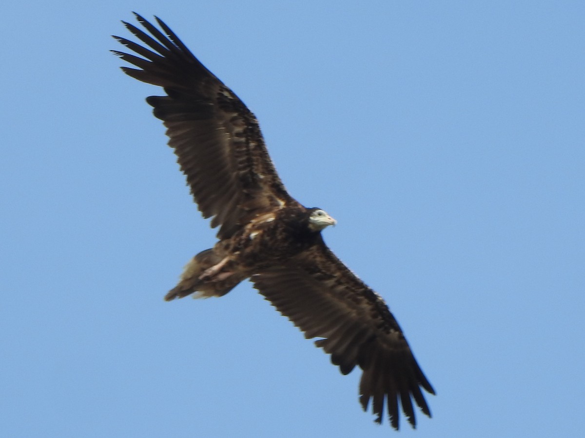 Egyptian Vulture - ML618762542