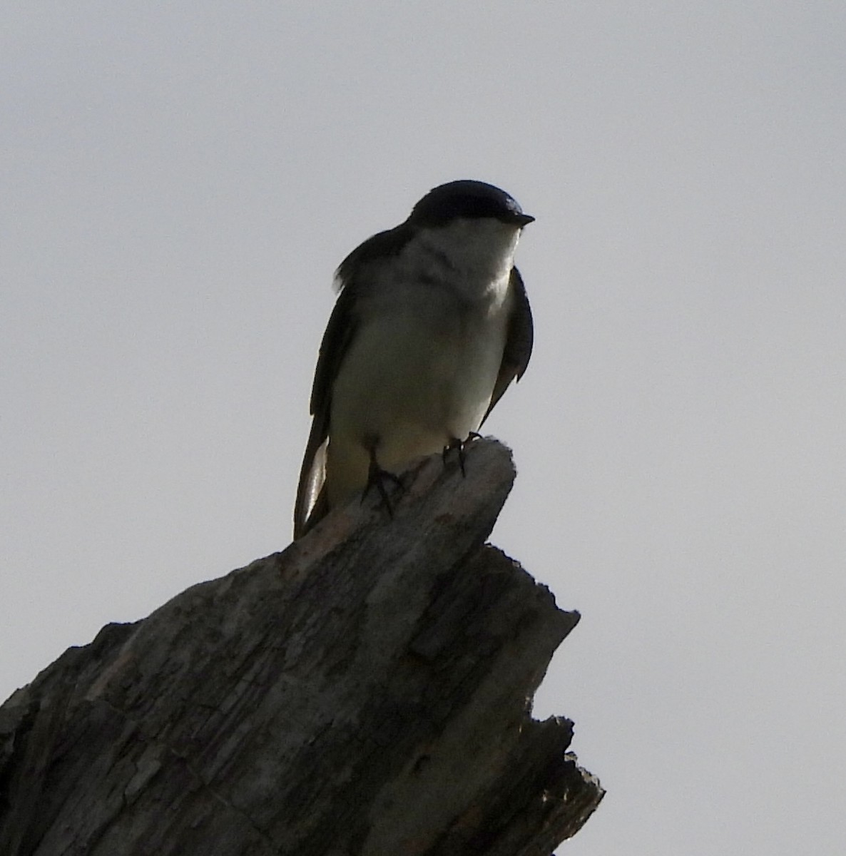 Tree Swallow - ML618762557