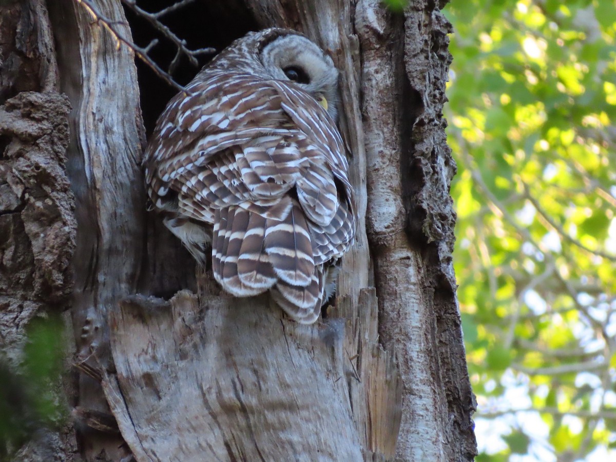 Barred Owl - Gabriel LeRoy