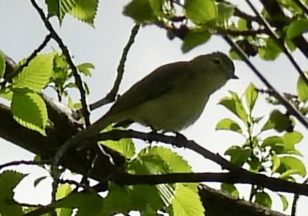 Warbling Vireo - ML618762574