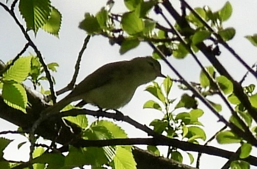 Warbling Vireo - ML618762575