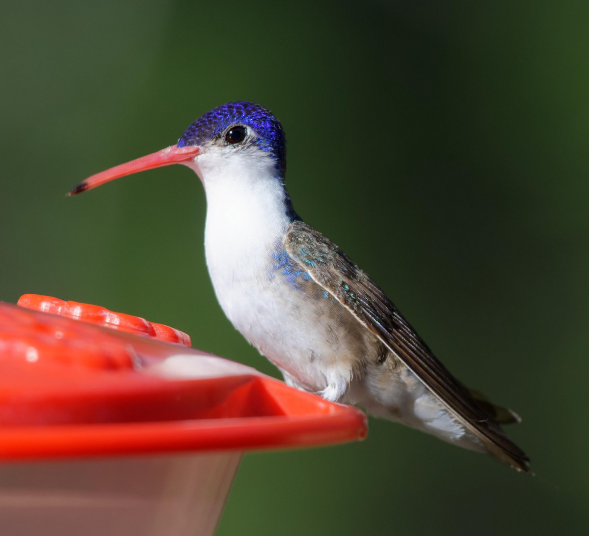 Violet-crowned Hummingbird - Leslie Holzmann