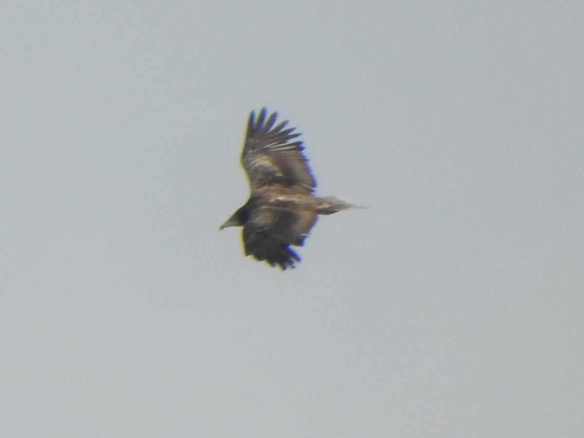 Egyptian Vulture - ML618762630