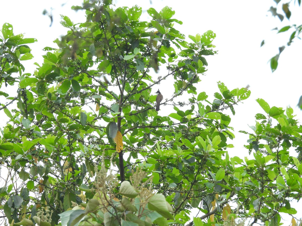 Red-whiskered Bulbul - ML618762641