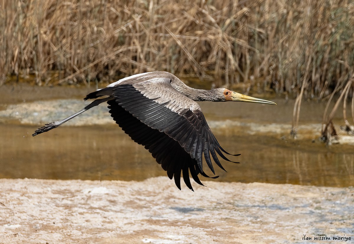 Yellow-billed Stork - ML618762652