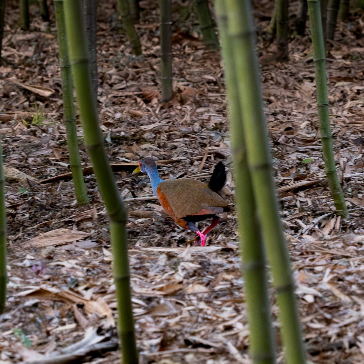 Gray-cowled Wood-Rail - ML618762658