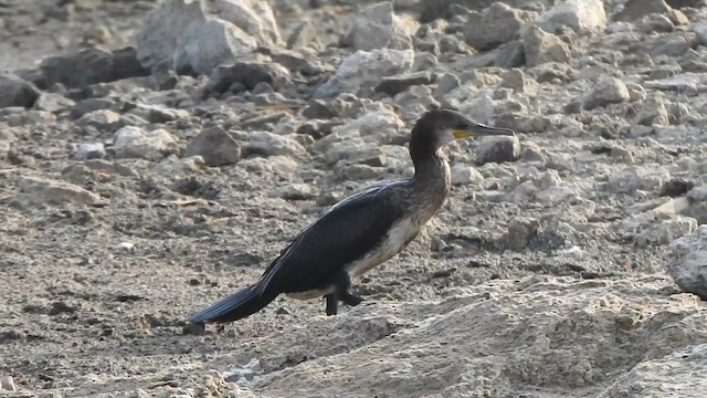 Cormorán Indio - ML618762675