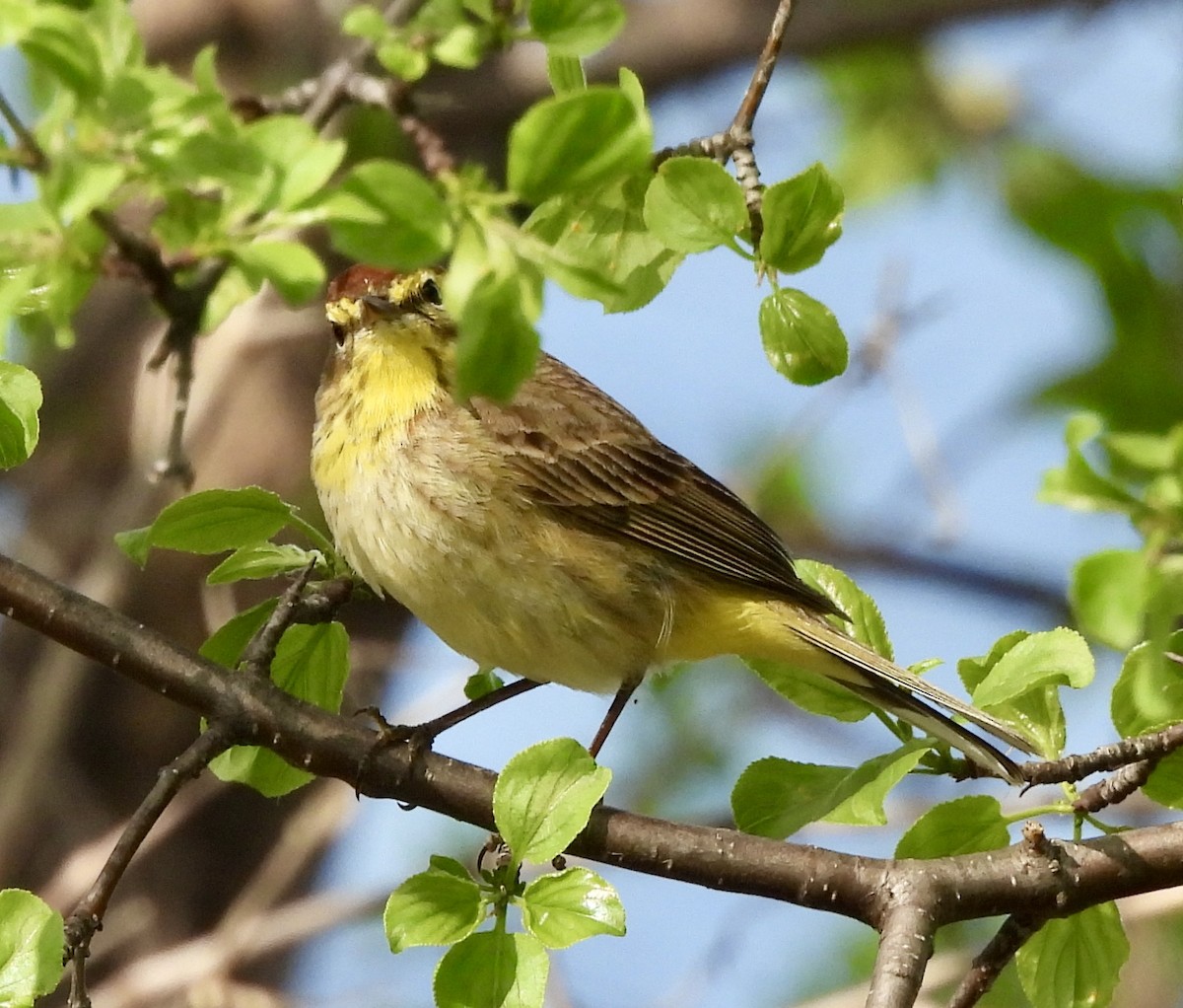 Palm Warbler - ML618762694