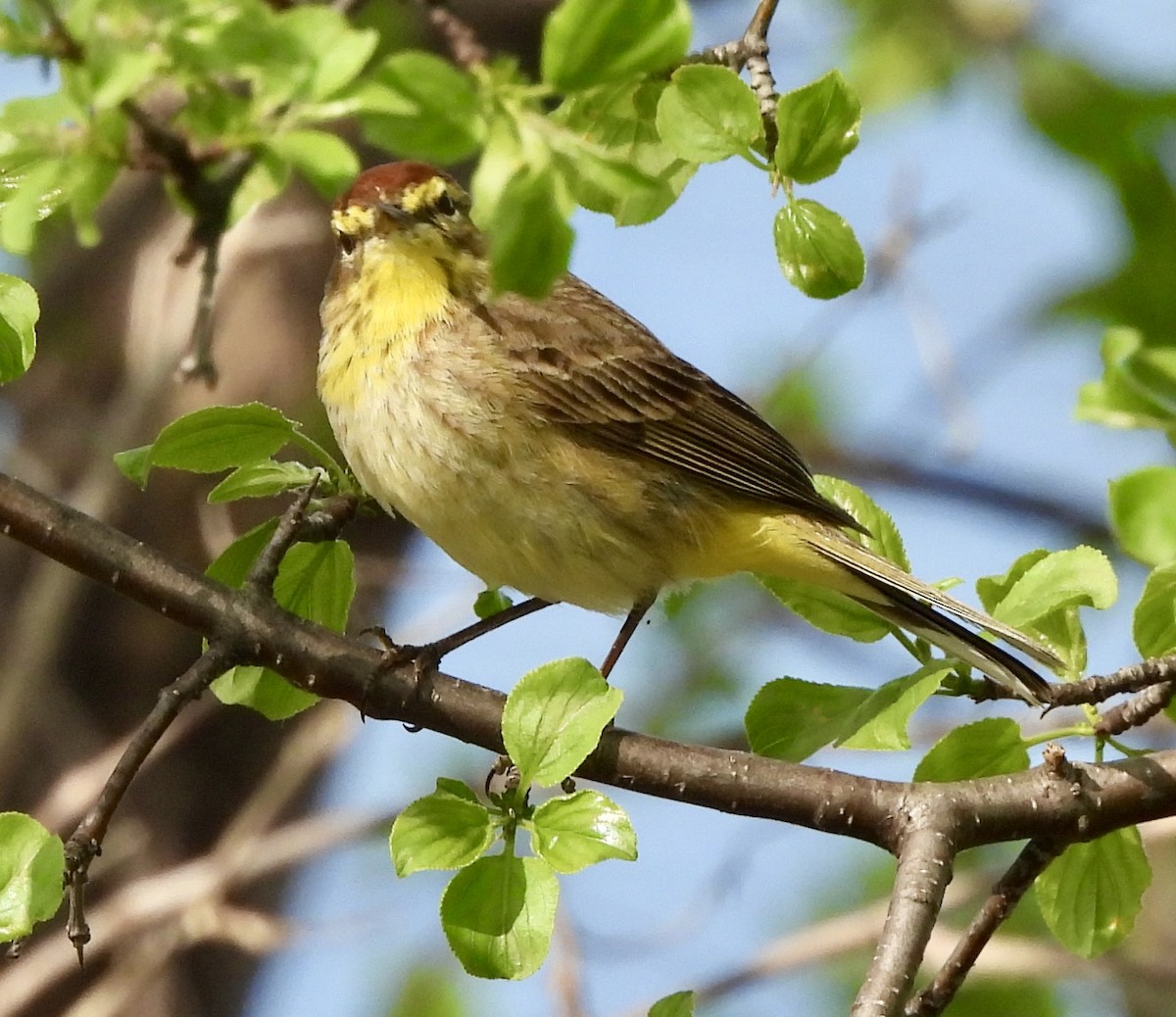 Palm Warbler - ML618762695