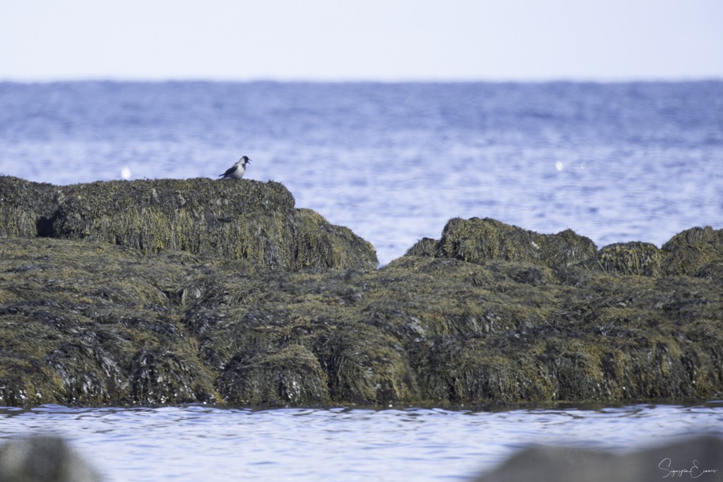 Hooded Crow - Sigurjón Einarsson