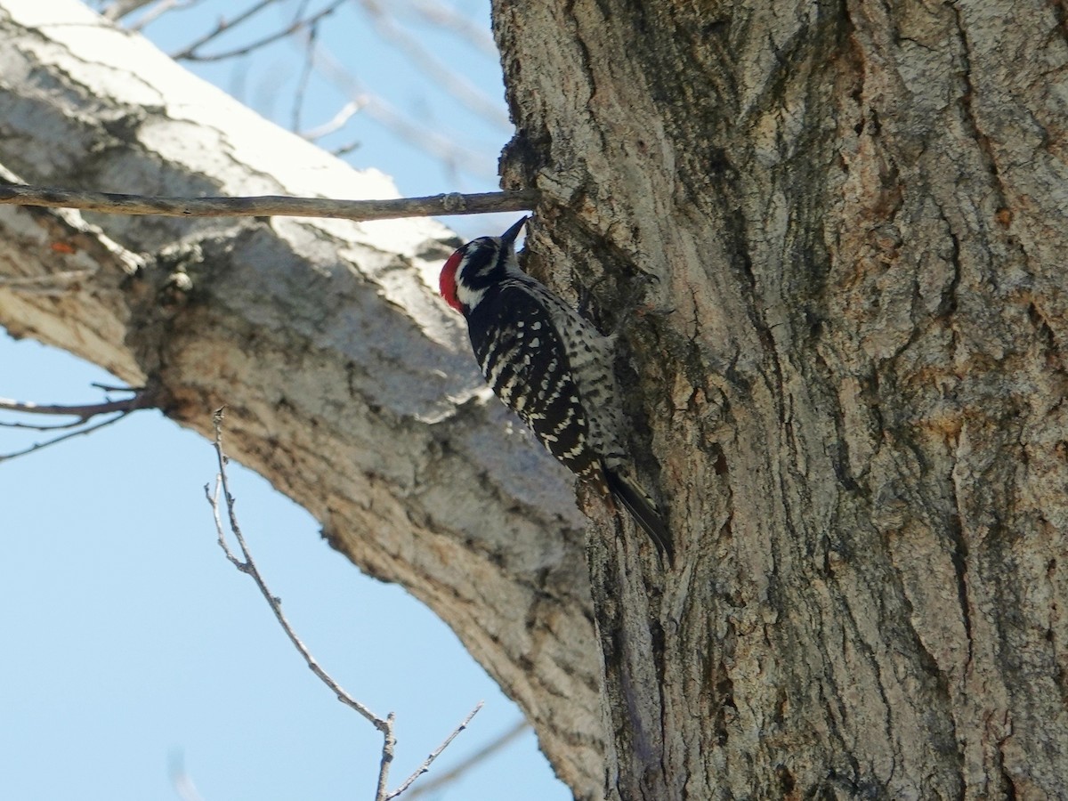 Nuttall's Woodpecker - Monica P