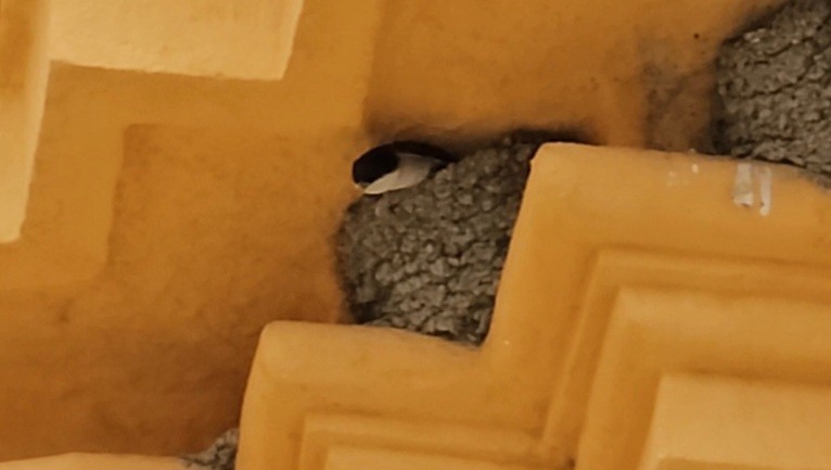 Хүрээний хараацай - ML618762765