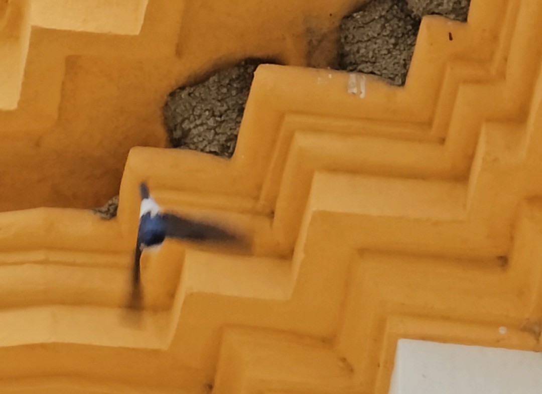 Хүрээний хараацай - ML618762766