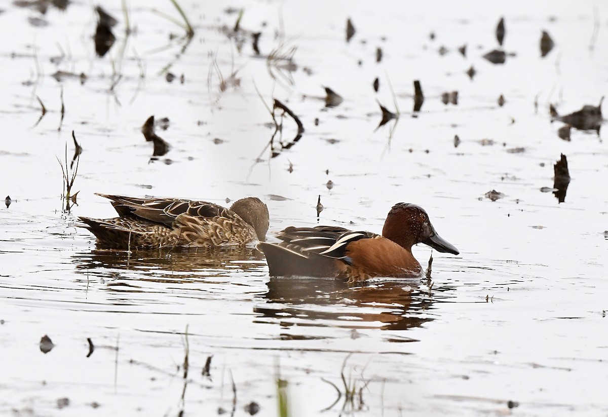 Cinnamon Teal - Kim  Beardmore