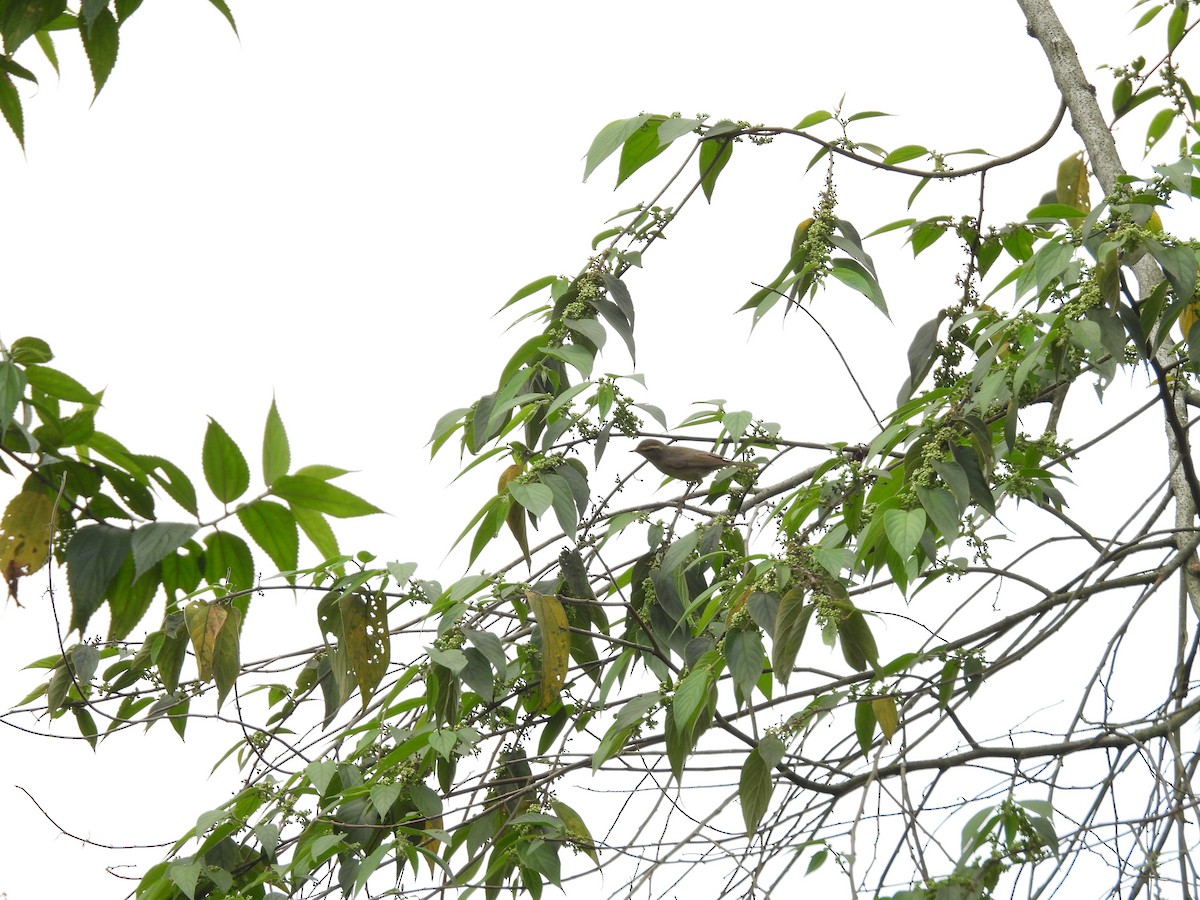 Yellow-browed Warbler - Rahul Kumaresan