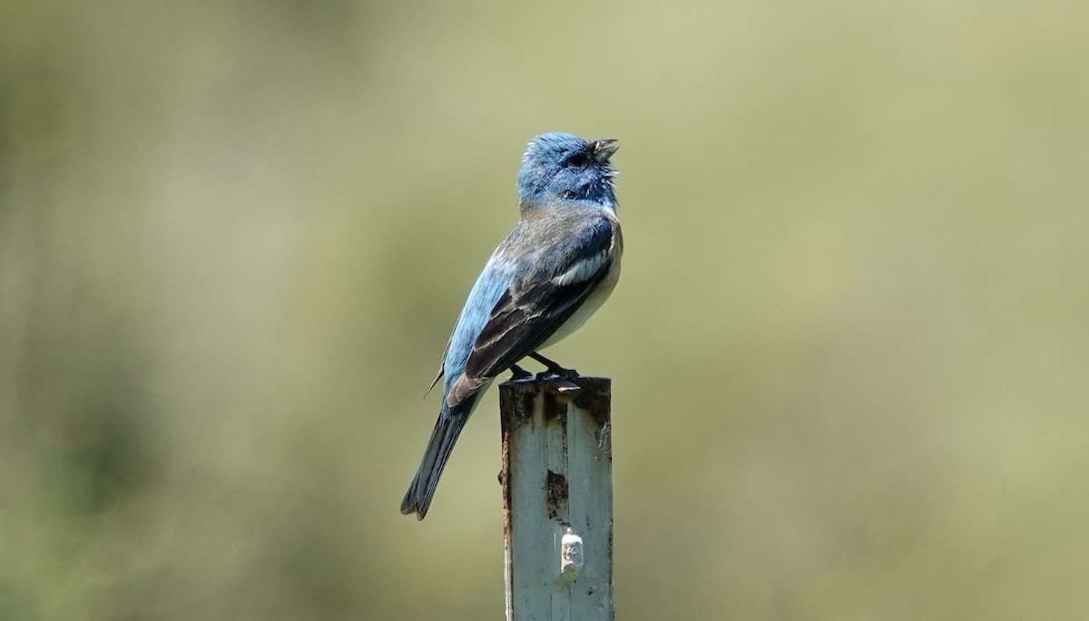 Lazuli Bunting - ML618762795