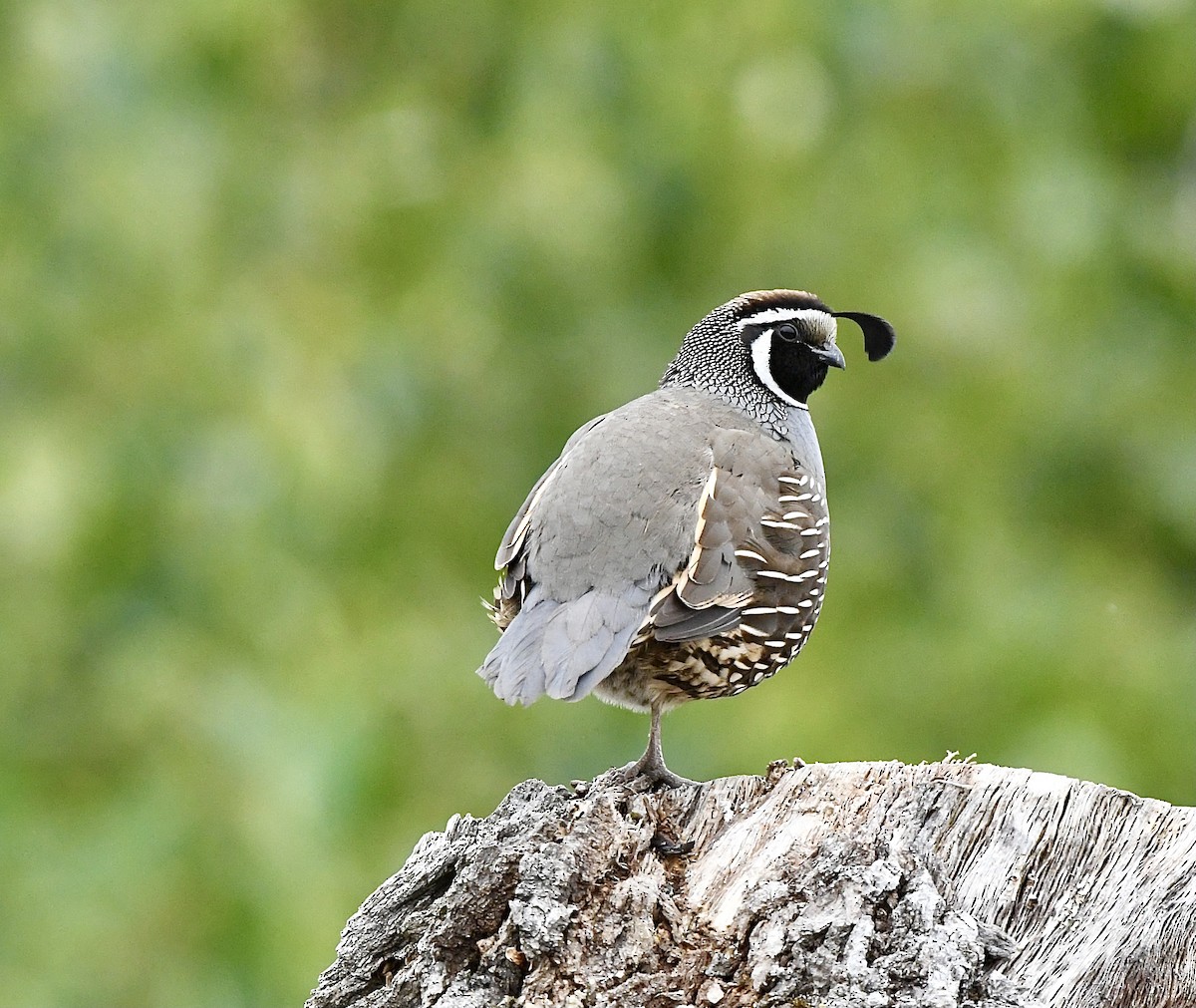 California Quail - Kim  Beardmore