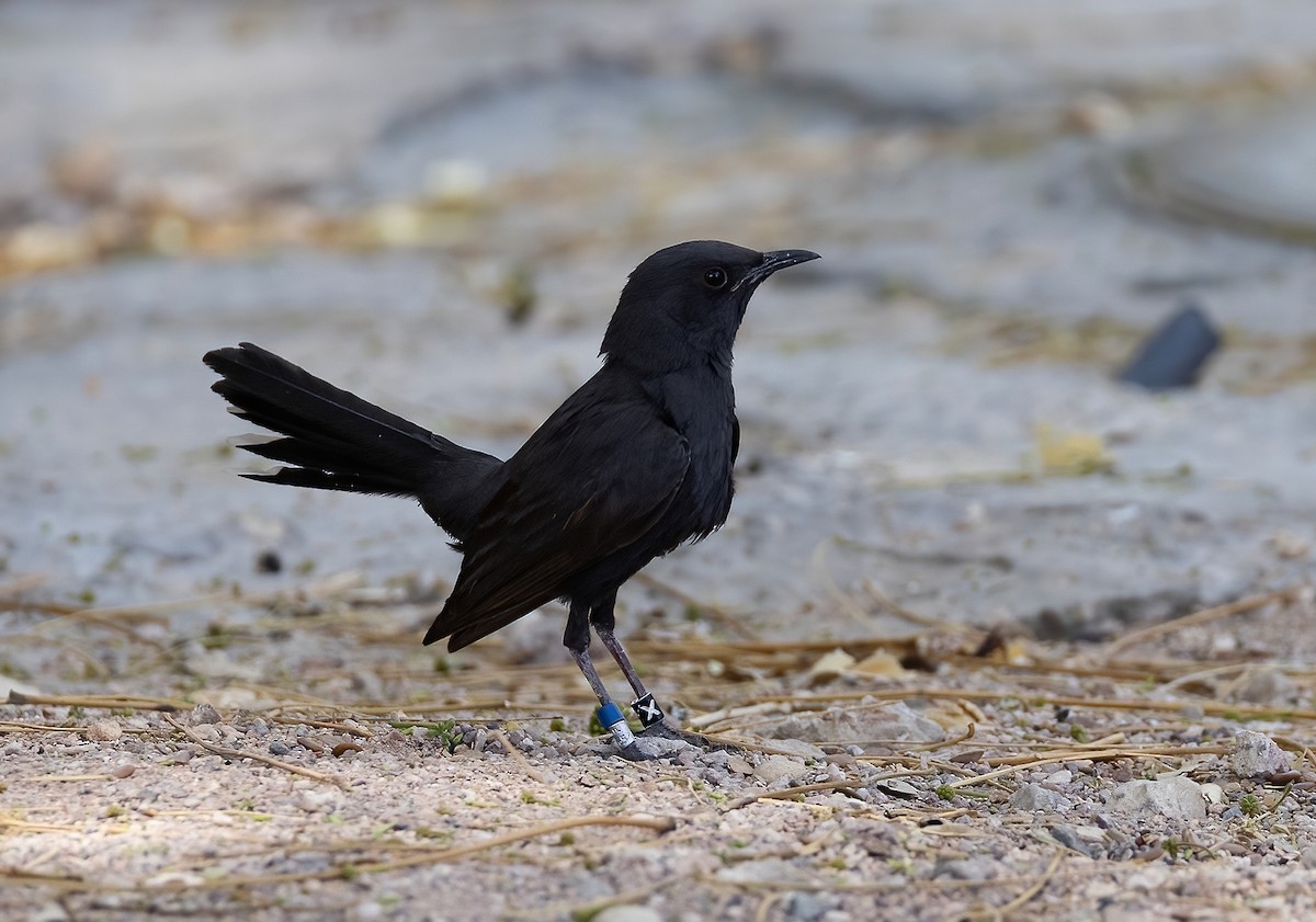 Black Scrub-Robin - ML618762803