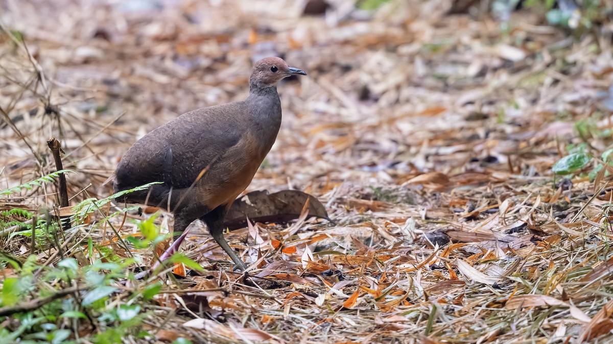 Tinamou à tête rousse - ML618762806