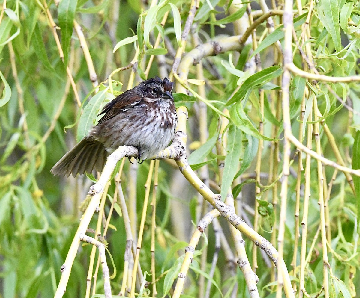 Song Sparrow - Kim  Beardmore