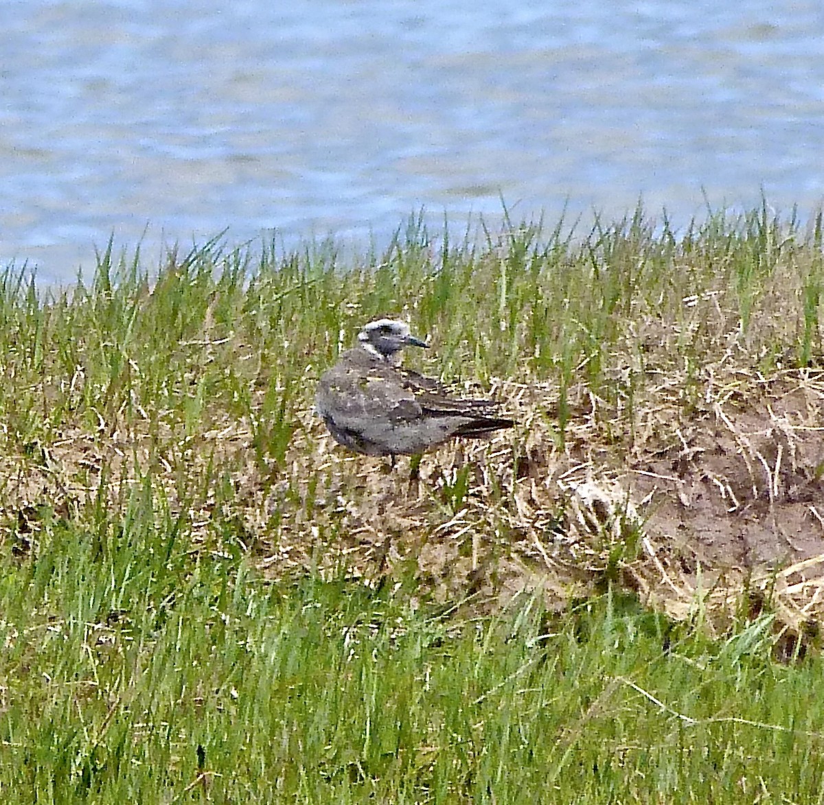 golden-plover sp. - ML618762850