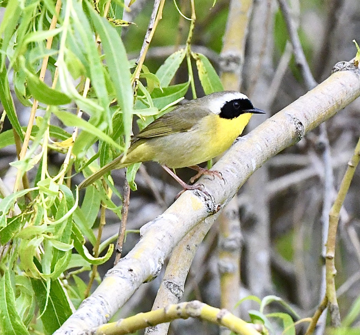 Common Yellowthroat - ML618762880