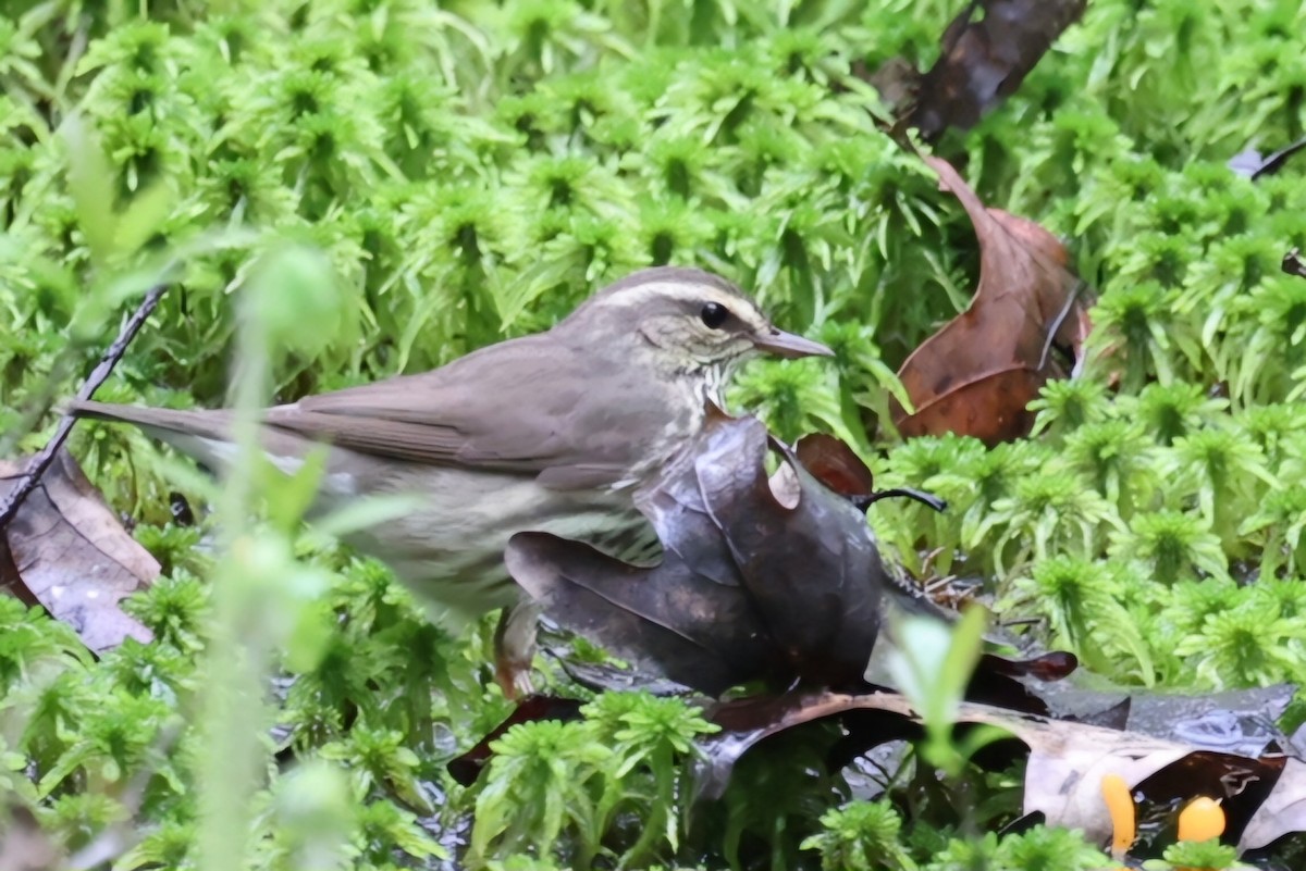 Northern Waterthrush - ML618762908