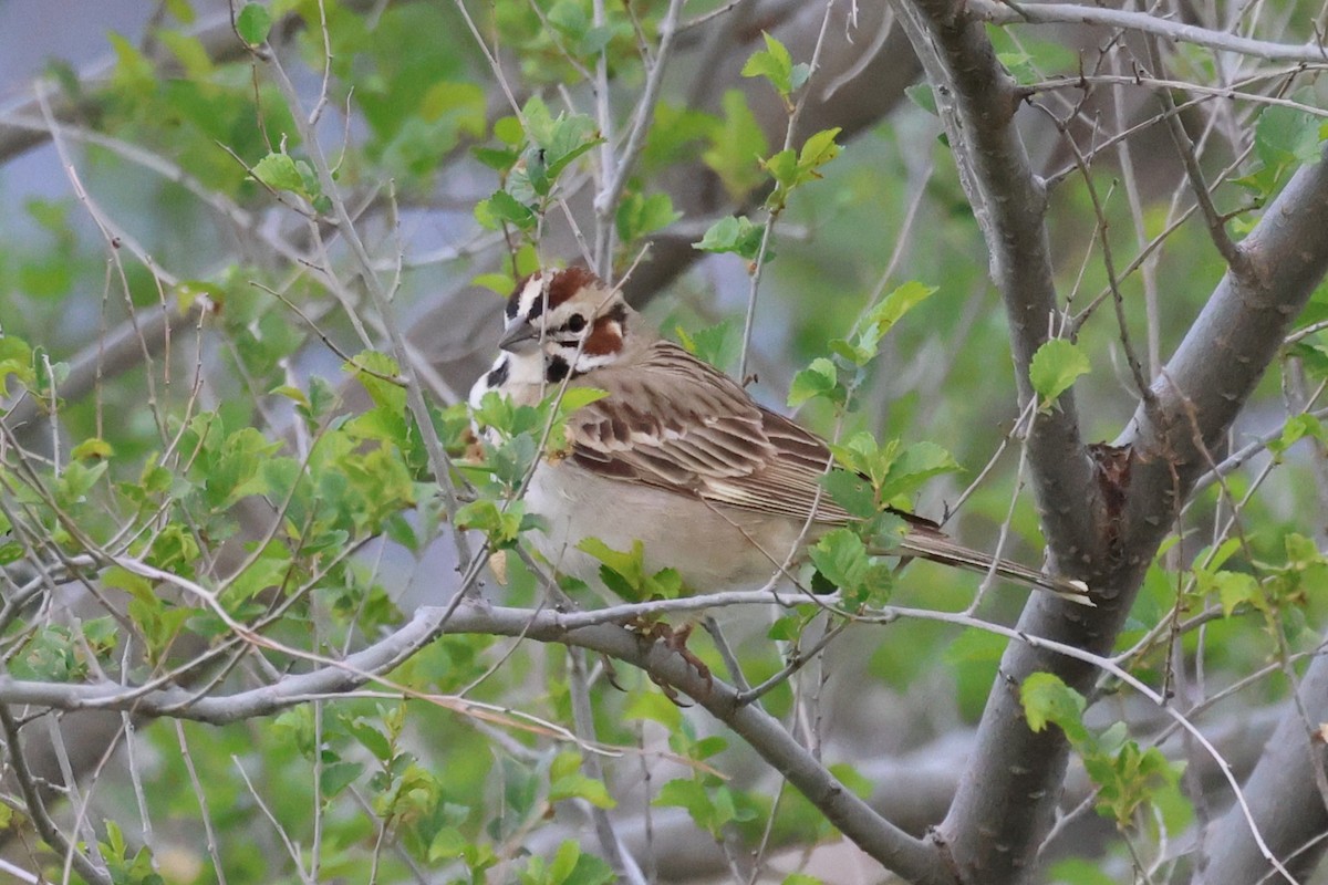 Lark Sparrow - ML618762931