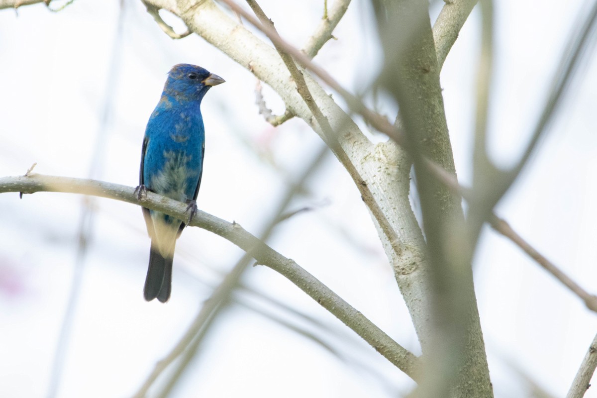 Indigo Bunting - ML618762949