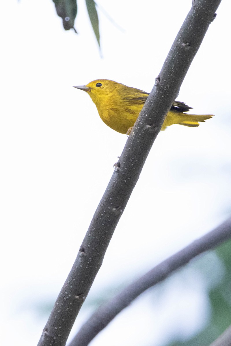 Northern Yellow Warbler - ML618762976