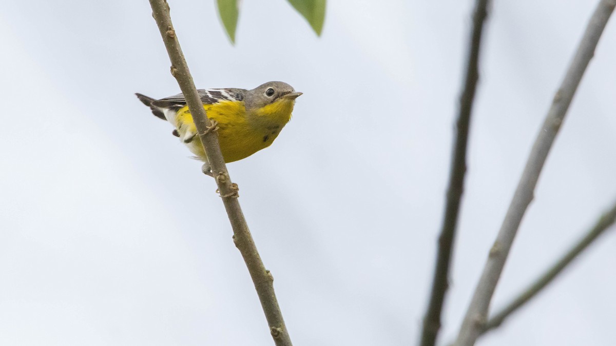 Magnolia Warbler - ML618762981