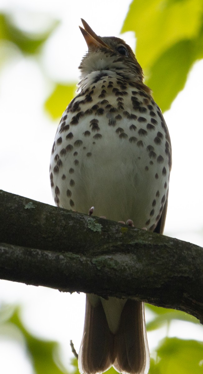 Wood Thrush - ML618762988