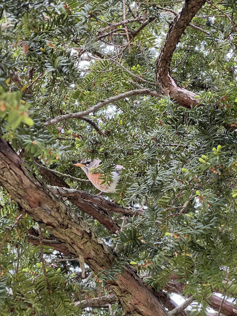 American Robin - ML618762993