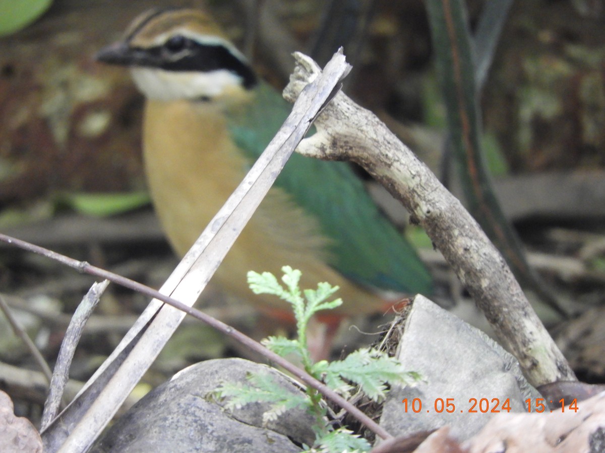 Indian Pitta - HARIHARAN T V