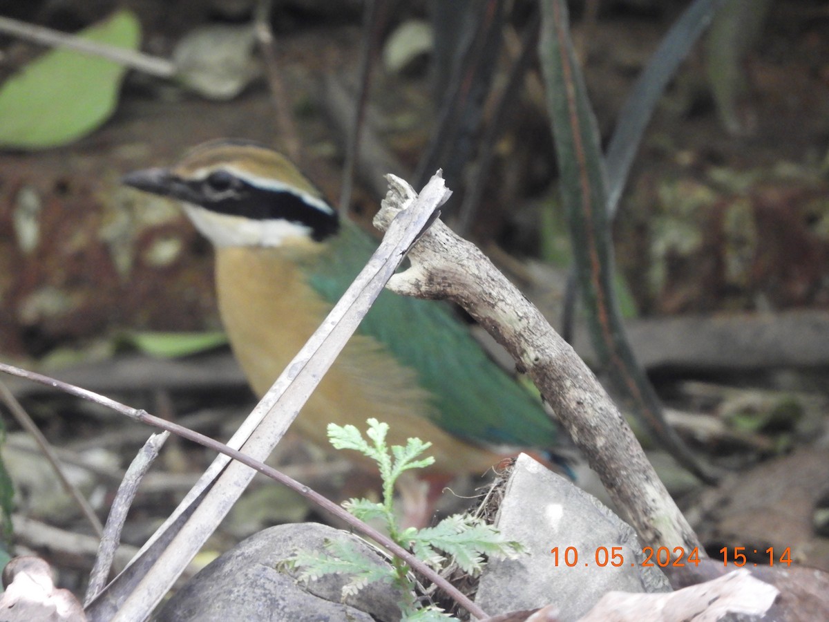 Indian Pitta - HARIHARAN T V