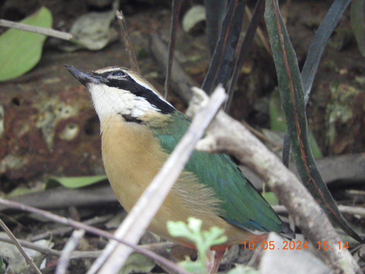 Indian Pitta - HARIHARAN T V