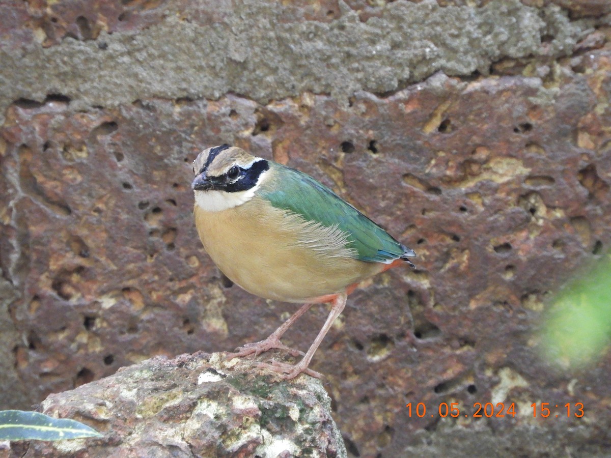 Indian Pitta - HARIHARAN T V