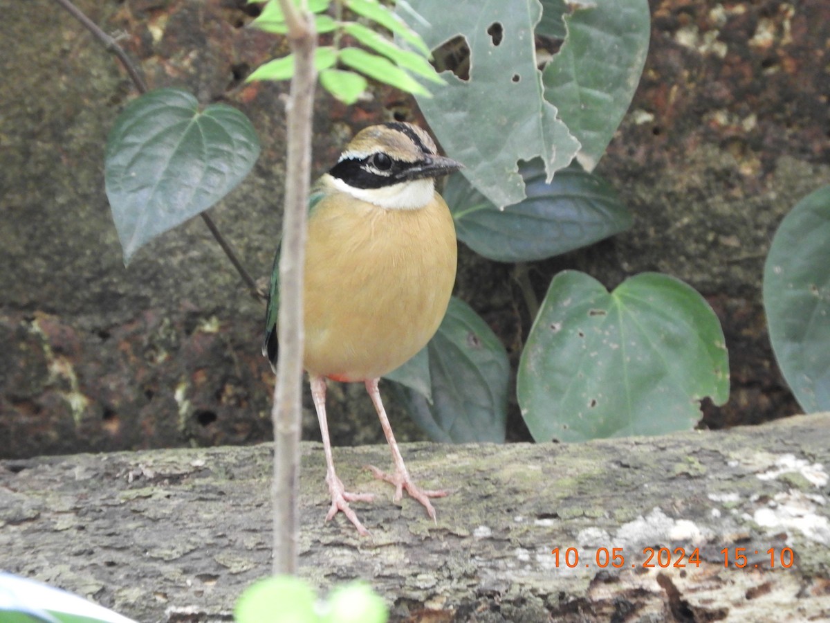 Indian Pitta - HARIHARAN T V