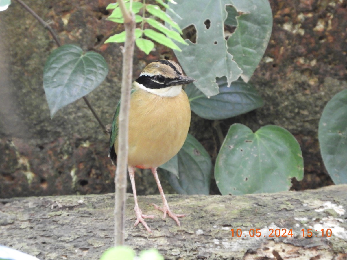 Indian Pitta - HARIHARAN T V