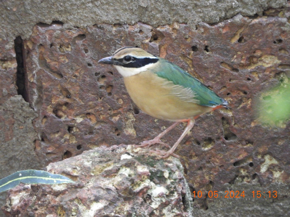 Indian Pitta - HARIHARAN T V