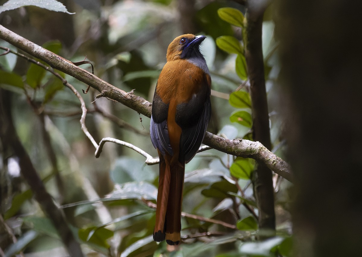 Whitehead's Trogon - Matthieu Chotard