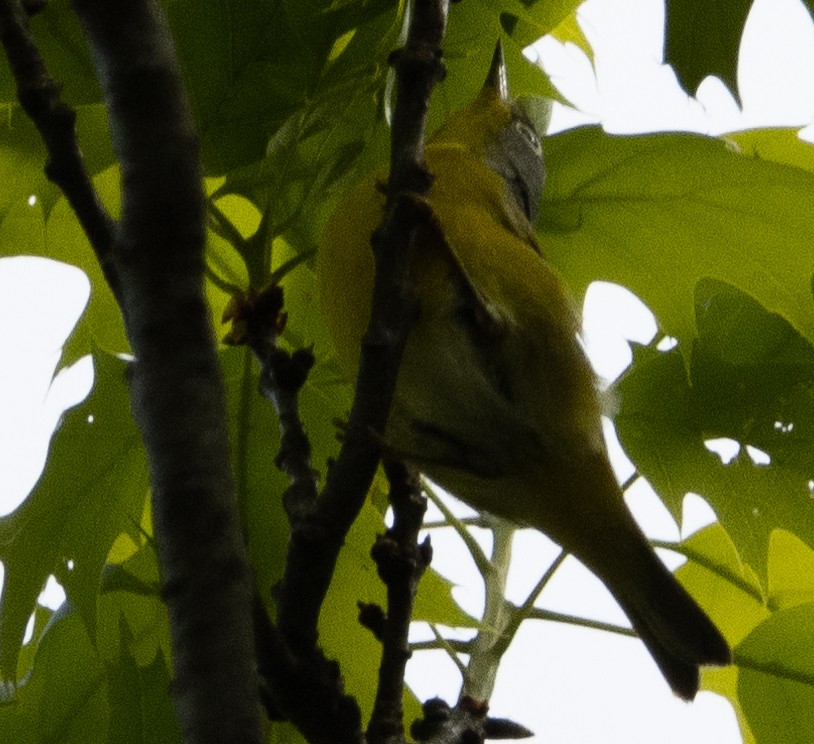 Nashville Warbler - Jenny Rogers