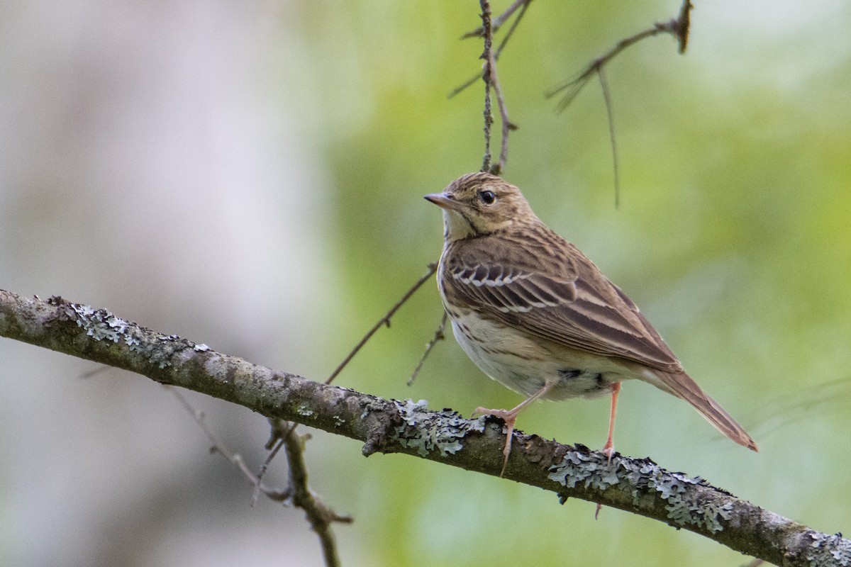 Tree Pipit - ML618763055